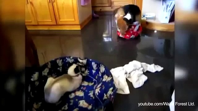 Кошки и собаки очень смешные животные во время участия в разборках