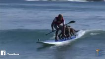 Australien surfe avec des chiens pour les dresser