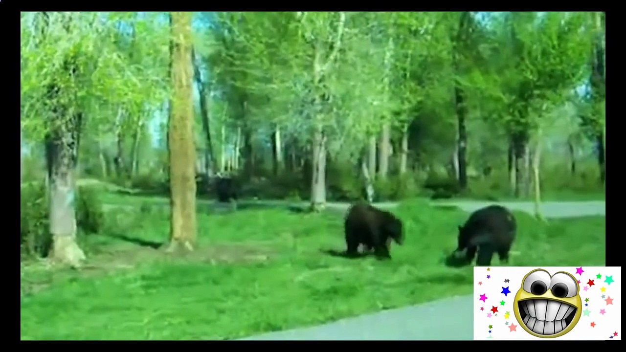 Ultimate ANIMAL FAILS