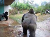 Funny Gorillas playing in the Rain