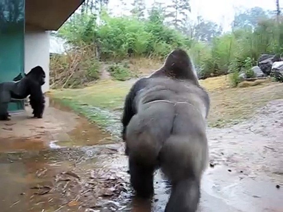 Funny Gorillas playing in the Rain