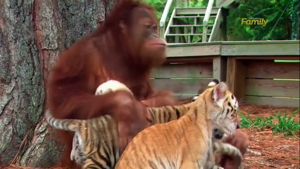 Baby Tiger Walks Over, But Watch Out For What The Orangutan Does