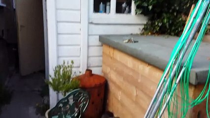 Смешные и милые персы