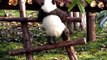 Смешные и милые панды. Кунг-фу Панда