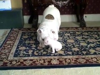 Mama gives her baby a pat on the head. How the little pup responds? What a tantrum!