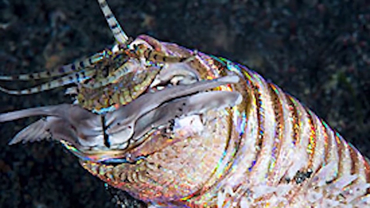 Top 10 Creepiest Deep Sea Creatures - Part 2