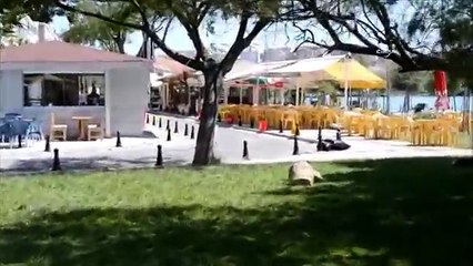 Belediye ekipleri sokak köpeğini böyle yakaladı