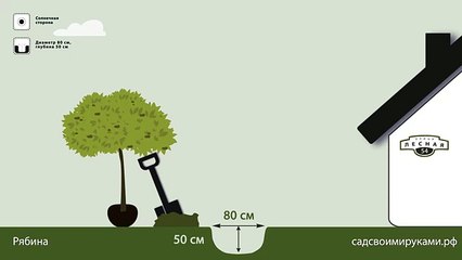 Рябина. Инструкция по посадке. СадСвоимиРуками