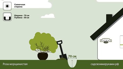Роза морщинистая. Инструкция по посадке. СадСвоимиРуками