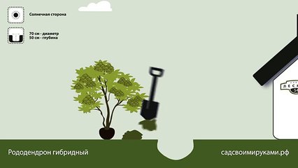 Рододендрон гибридный. Инструкция по посадке. СадСвоимиРуками