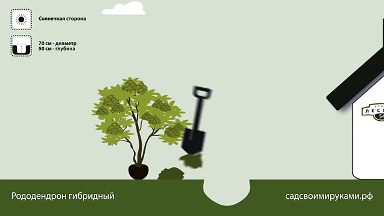 Рододендрон гибридный. Инструкция по посадке. СадСвоимиРуками