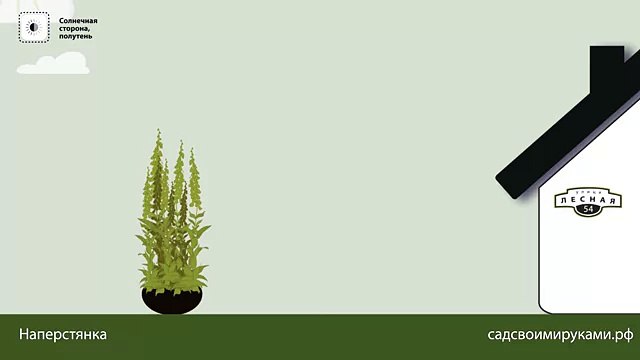 Наперстянка. Инструкция по посадке. СадСвоимиРуками