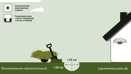 Можжевельник горизонтальный. Инструкция по посадке. СадСвоимиРуками