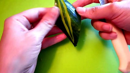 Листья из огурца! The leaves of cucumber!