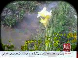 Sinjhoro: Anees Laghari's Tulip Flower News Story On Awaz Tv ( Telecast On 17-02-2016)