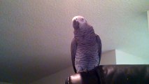 Parrot displays array of learned phrases and sounds