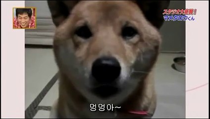 Genius dog can understand Japanese! Funniest video ever!