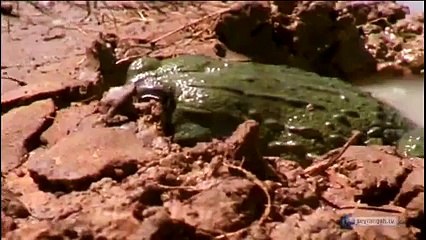 Sizce Bu Kurbağa Ne Yapıyor Yok Böyle Bir Şey