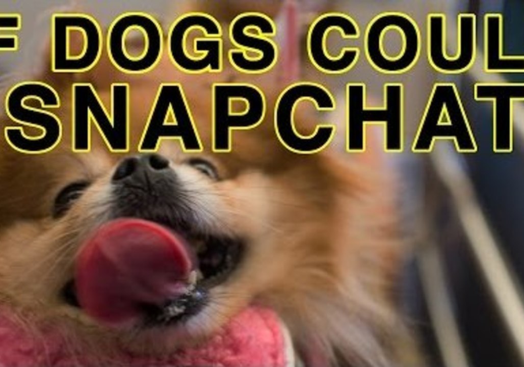 If Dogs Could Snapchat