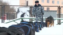 تدريب كلاب بوليسية للكشف عن المتفجرات بروسيا