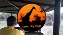 Wild Elephant Checks-Out & Smells People Inside an Open Vehicle - Latest Wildlife Sightings