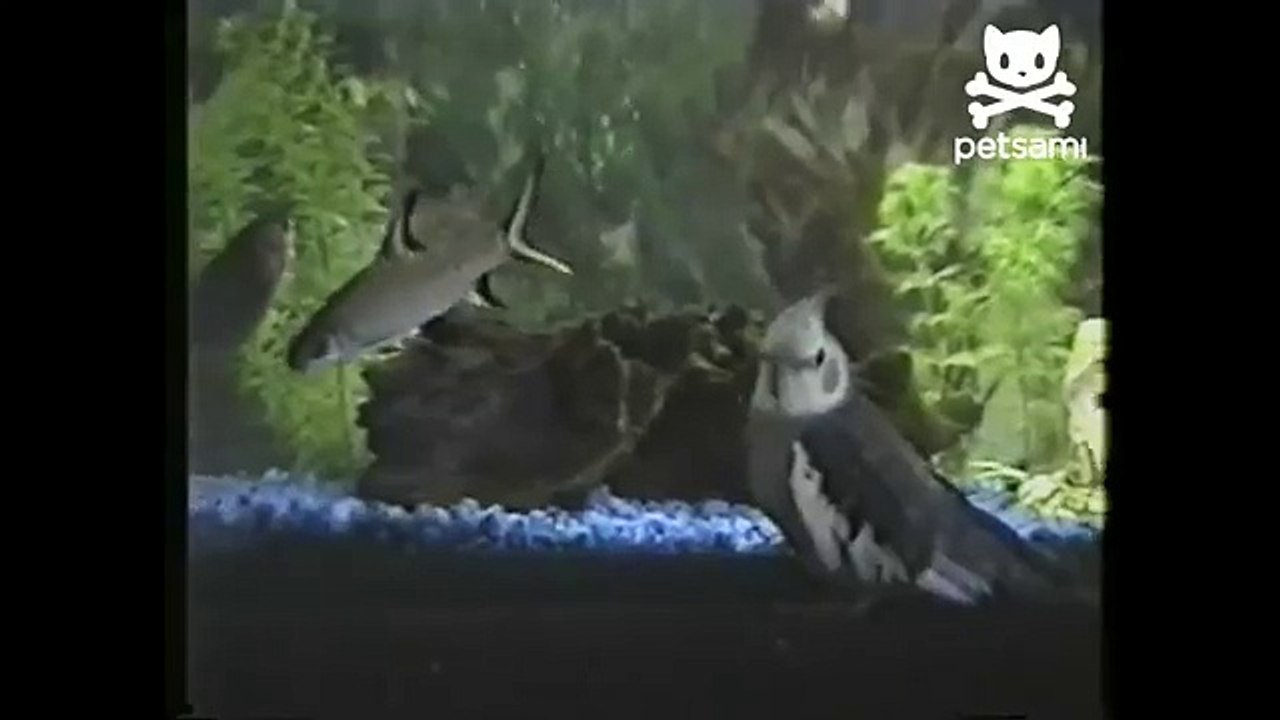 Bird and fishy play tag