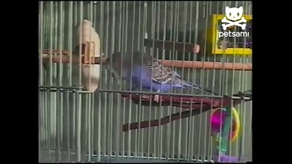 Bird dances to electronic music