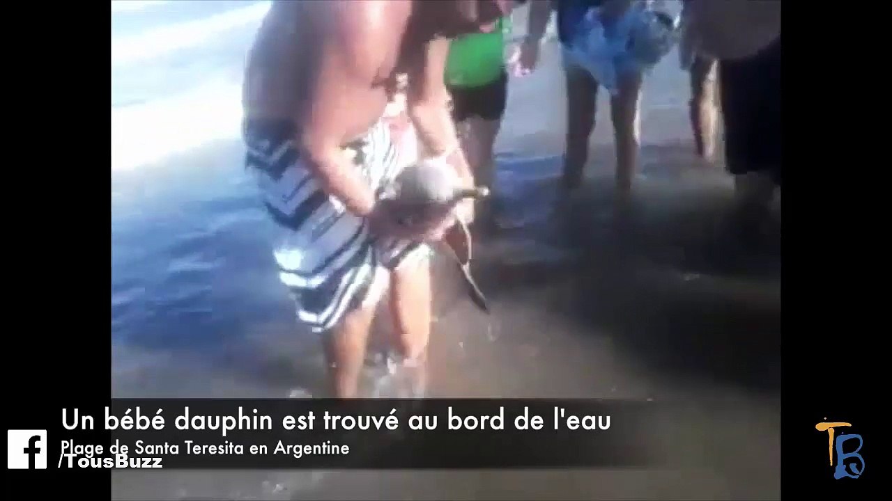Des touristes tuent un bébé dauphin pour quelques photos