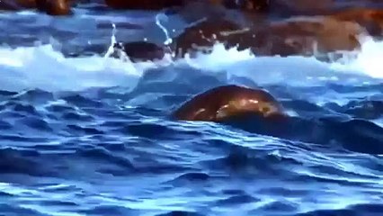 Хищник океана .Большая белая акула