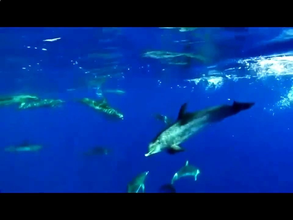 Танцы дельфинов
