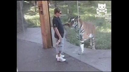 Boy gives tiger a high five