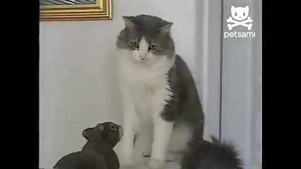 Cat attacked by toy squirrel