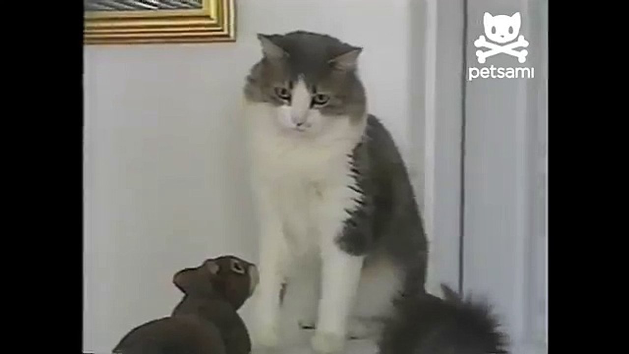 Cat attacked by toy squirrel