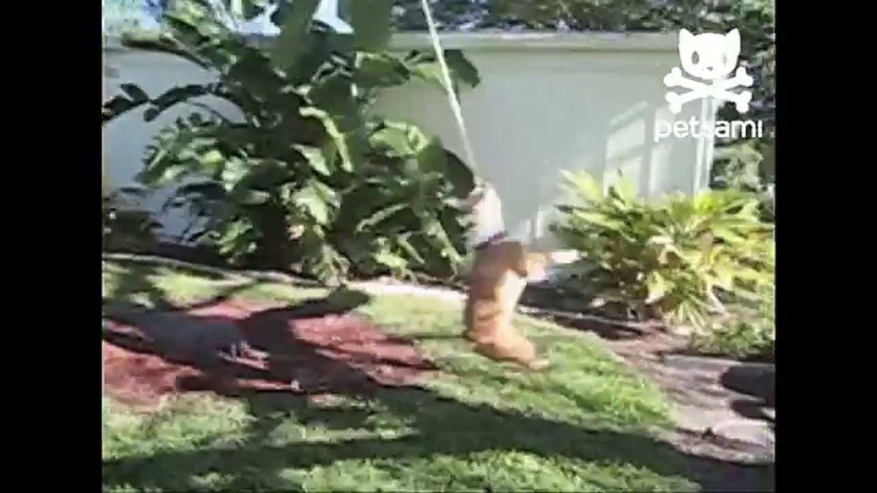 Bulldog twirls around on rope swing