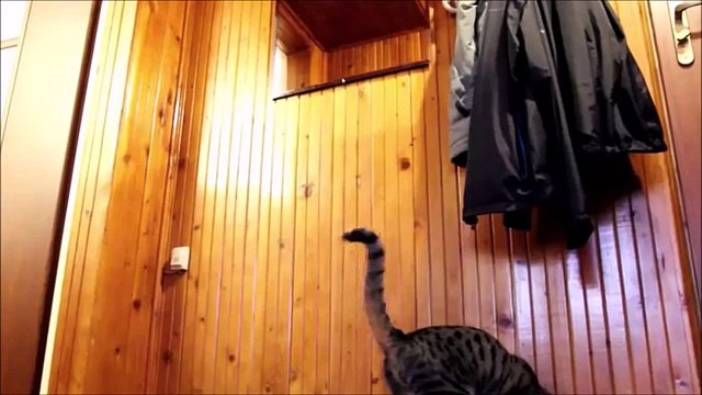 Смешное Видео с Кошками 2015! Самое лучшее! Забавные кошки. №4