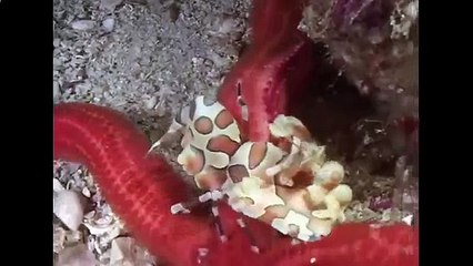 Креветки и другие  чистильщики океана