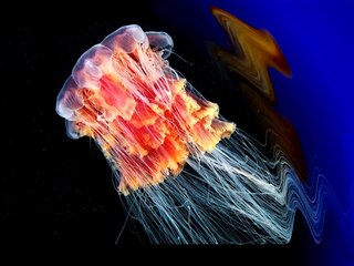 Загадка медуз