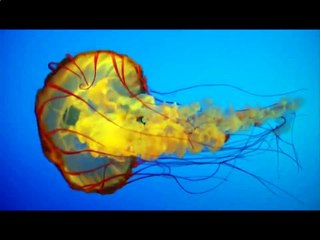 Медузы. Экзотика океана