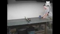 Cat plays ping pong