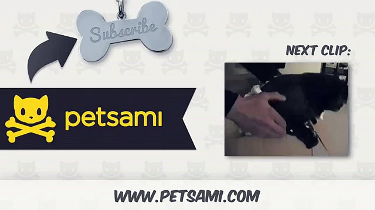 Cat plays the piano while owner is at work