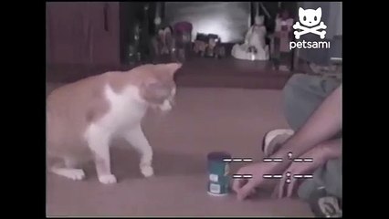 Cat opens can and gets food like a human