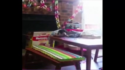 Best Funny Videos Funny Dog and Cat | Try Not To Laugh