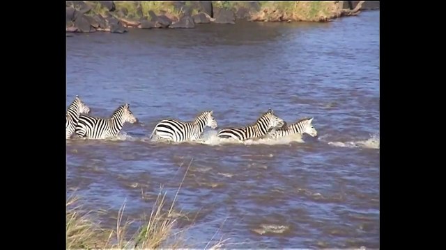 Crocodile Attacks Zebra - Crocodile Attacks Elephant - National Geographic Animals Documen