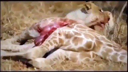 Lion Attack And kill Wild African Animals Compilation Video #HD Lion Hunting