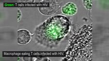 Amazing videos Macrophages eating HIV-infected T-cells