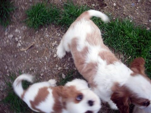 011 Mâle blenheim LOUXOR portée HERIANNE X INDIGO