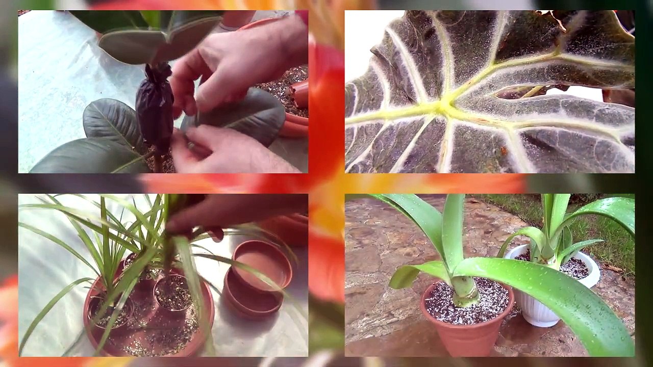 Как бороться с паутинным клещом-