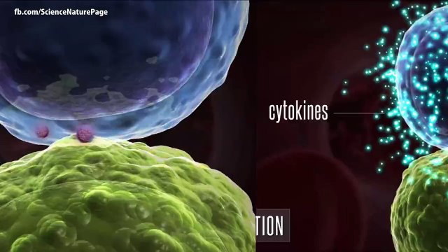 See it amazing Killer T Cells Attacking Cancer Cells