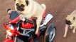 smart puppy dog Rides A Motorcycle