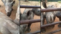 Baby Rhinos Sound Like Whales Crossed With Elephants
